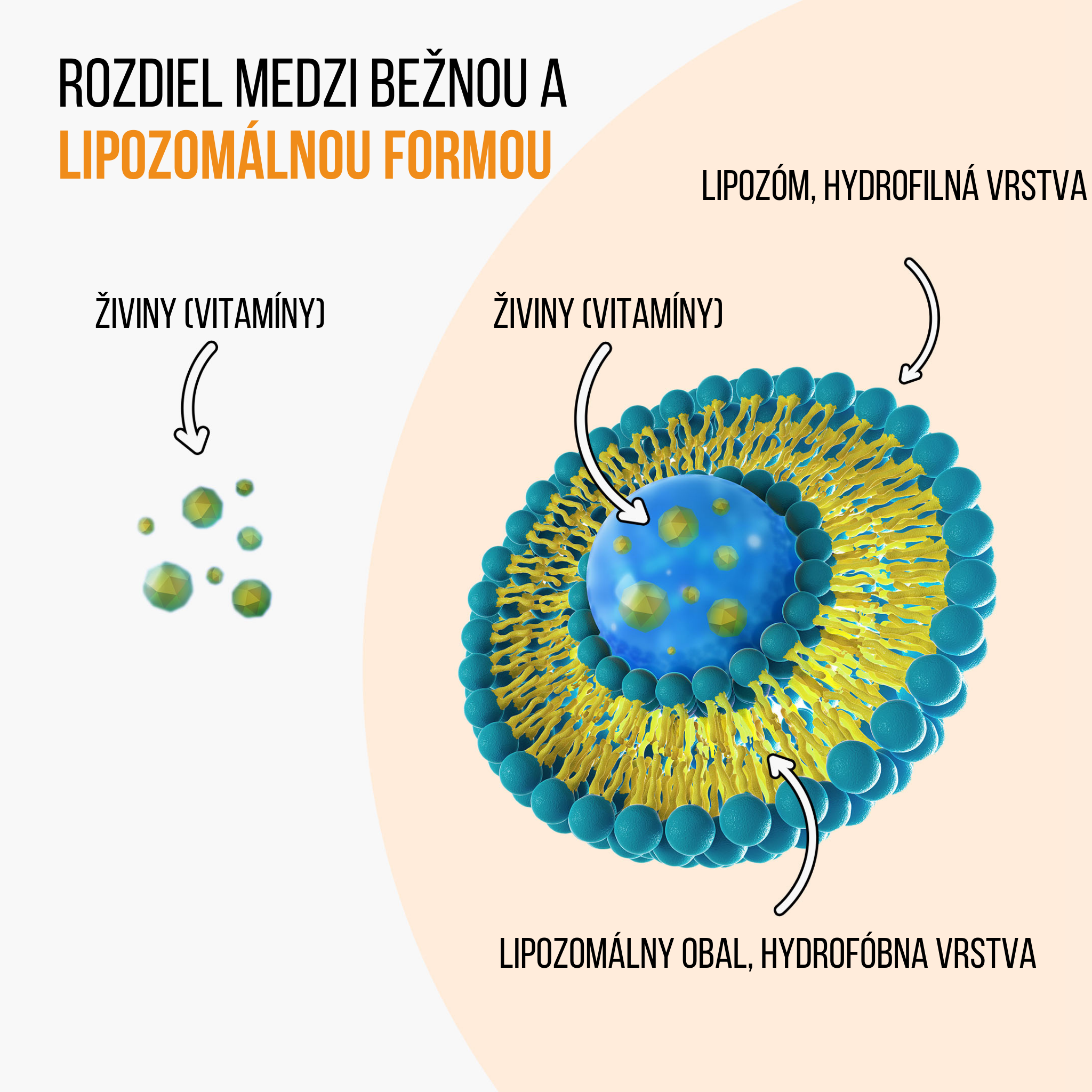 lipo vs bezna forma vitamín