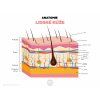 anatomie kuze infografika cz