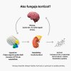 (Slovenčina) Jak funguje kortizol