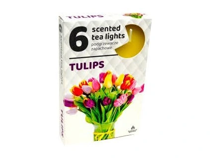 admit svička tulips