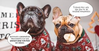 Vánoceeeeee INFO❤️🎄🎁 #brandforfrench#bestfriendforever#love#christmastime#dogs#clothesfordogs#Surinka#Dinecek