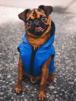 Vestičky nešijeme jen na buldočk, klidně nám napiš tvé ladné křivky a ušijeme i na tebe 💙...