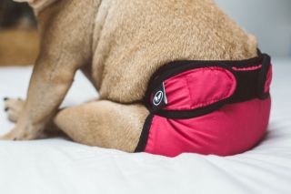 Háračky už jsou zase skladem 🫶🖤🩷 #háračky#probuldociprdelky#frenchie#brandforfrench#bff