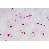 99832 1 magnum silica gel cat litter levander 16l