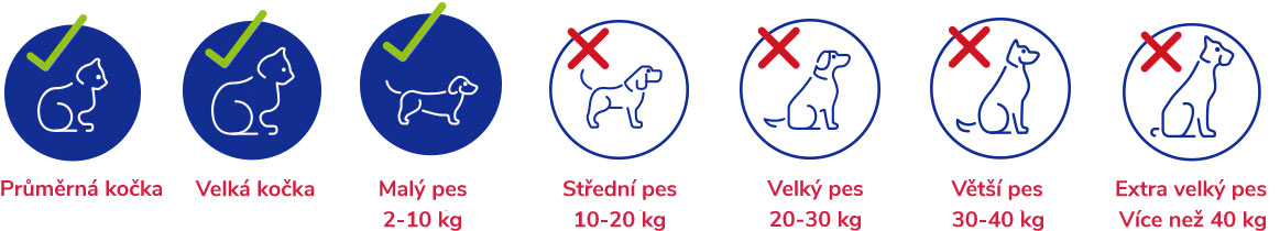 Small-dog-large-cats