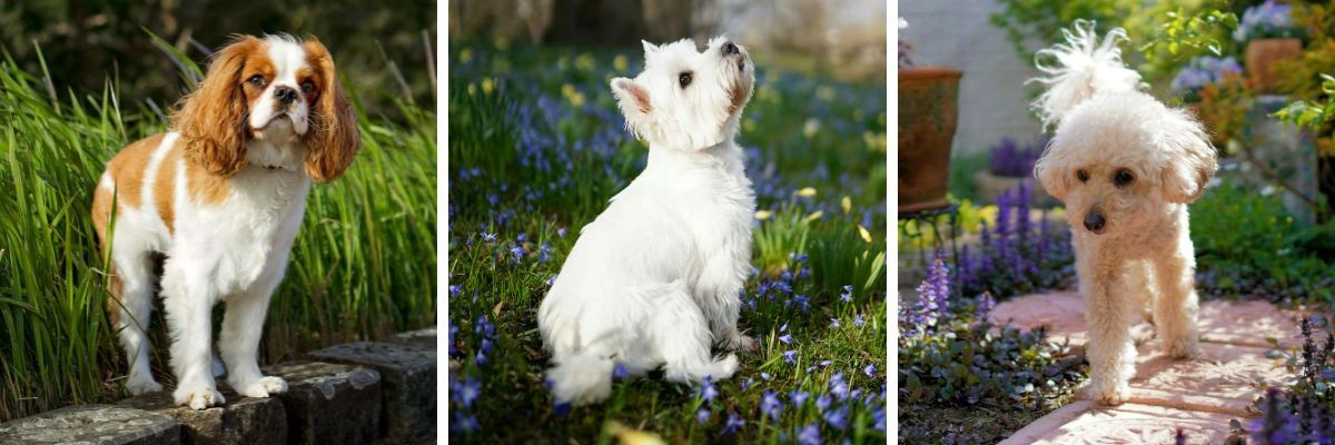 dirka-pro-psy-a-kocky-kerbl-dog-mate-hnede-text-02