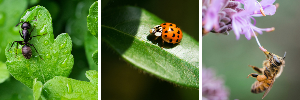 Hmyzí hotel KERBL 14x9x18 cm