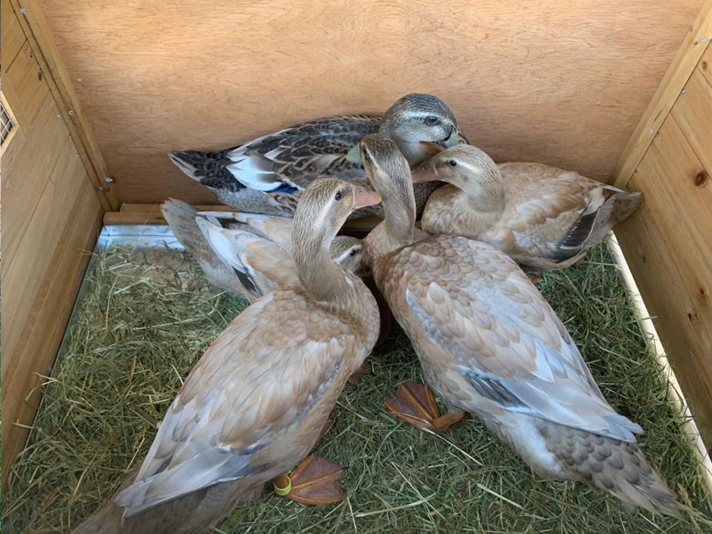 Kachník KERBL DUCK TOWN