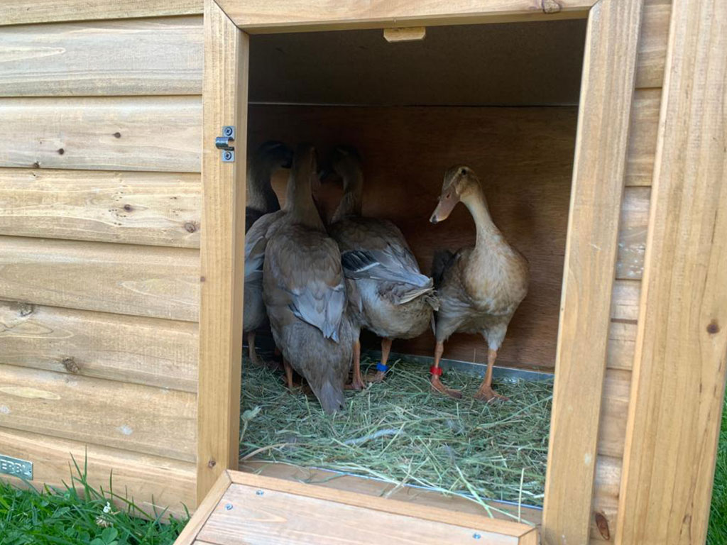 Kachník KERBL DUCK TOWN