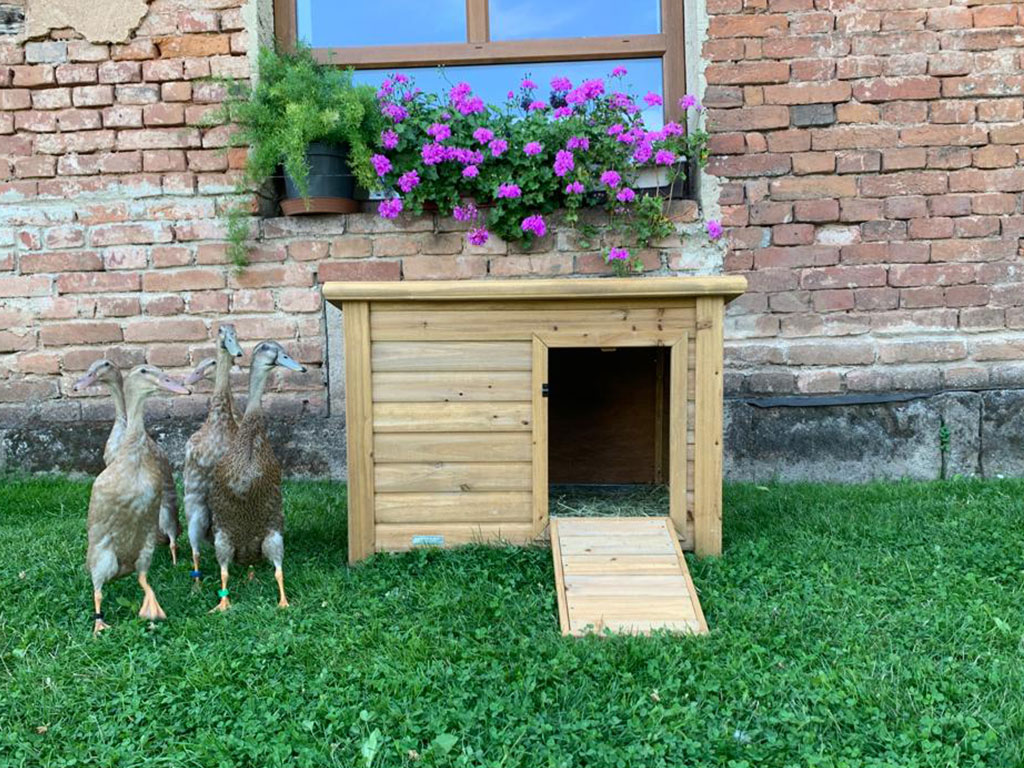 Kachník KERBL DUCK TOWN