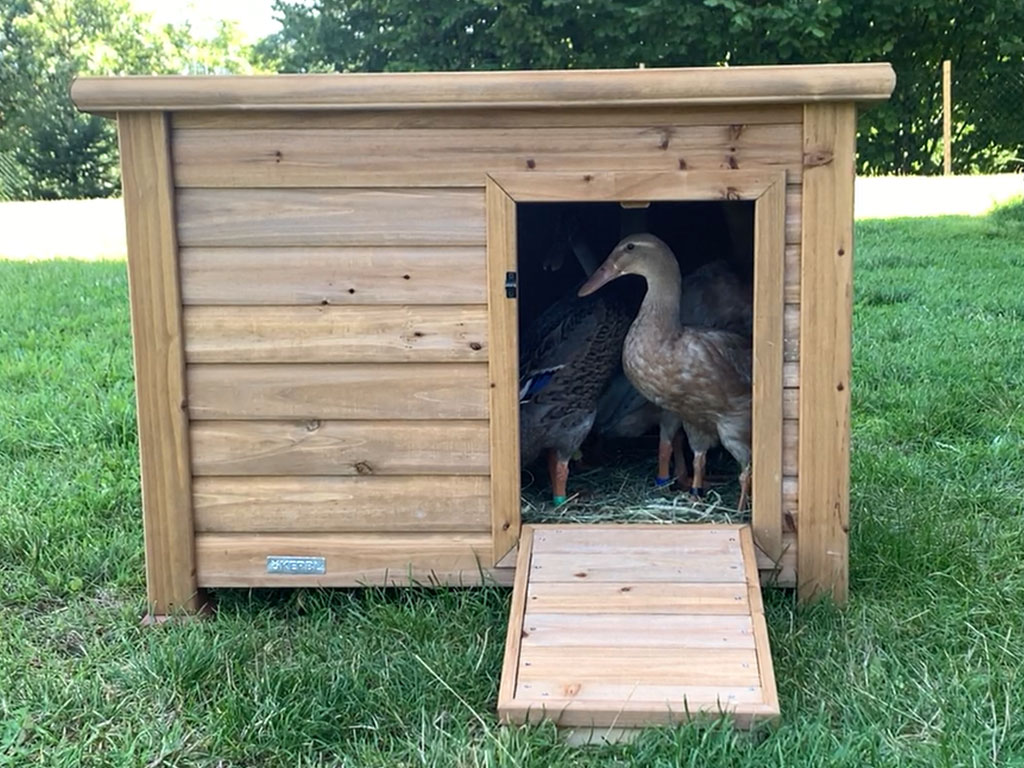 Kachník KERBL DUCK TOWN