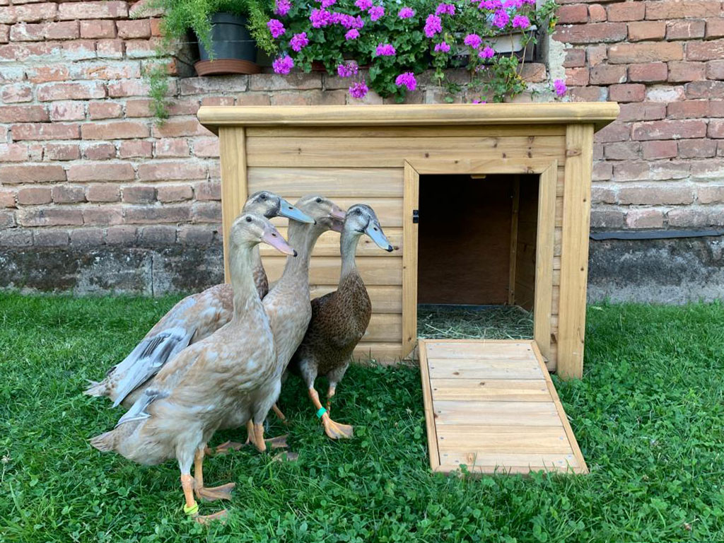 Kachník KERBL DUCK TOWN