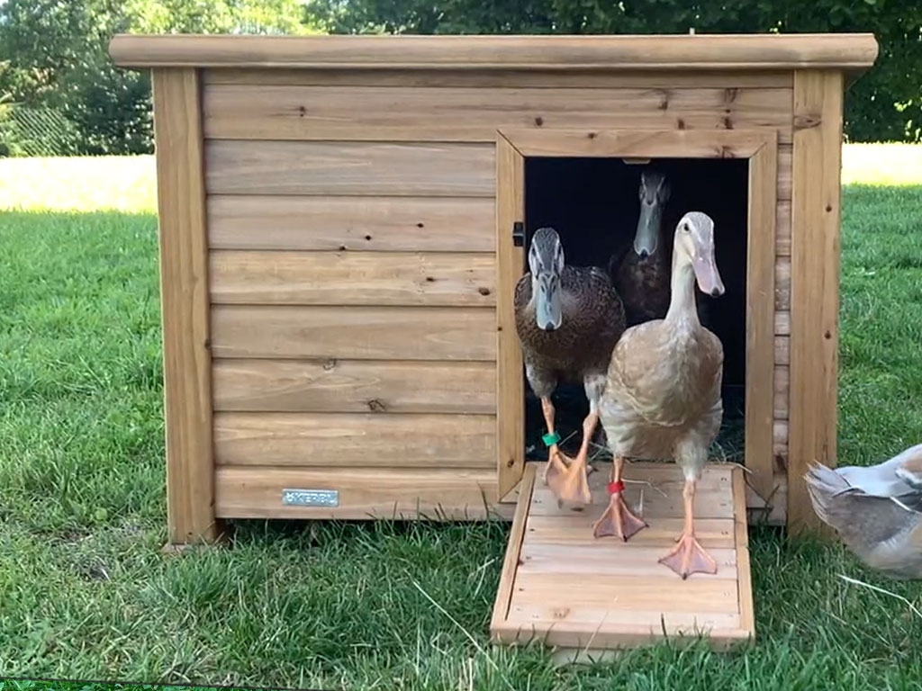 Kachník KERBL DUCK TOWN