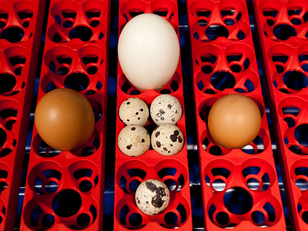 Automatická líheň na vejce BOROTTO LUMIA 56 AUTOMATIC