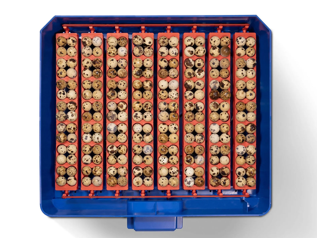 Automatická líheň na vejce BOROTTO LUMIA 56 AUTOMATIC