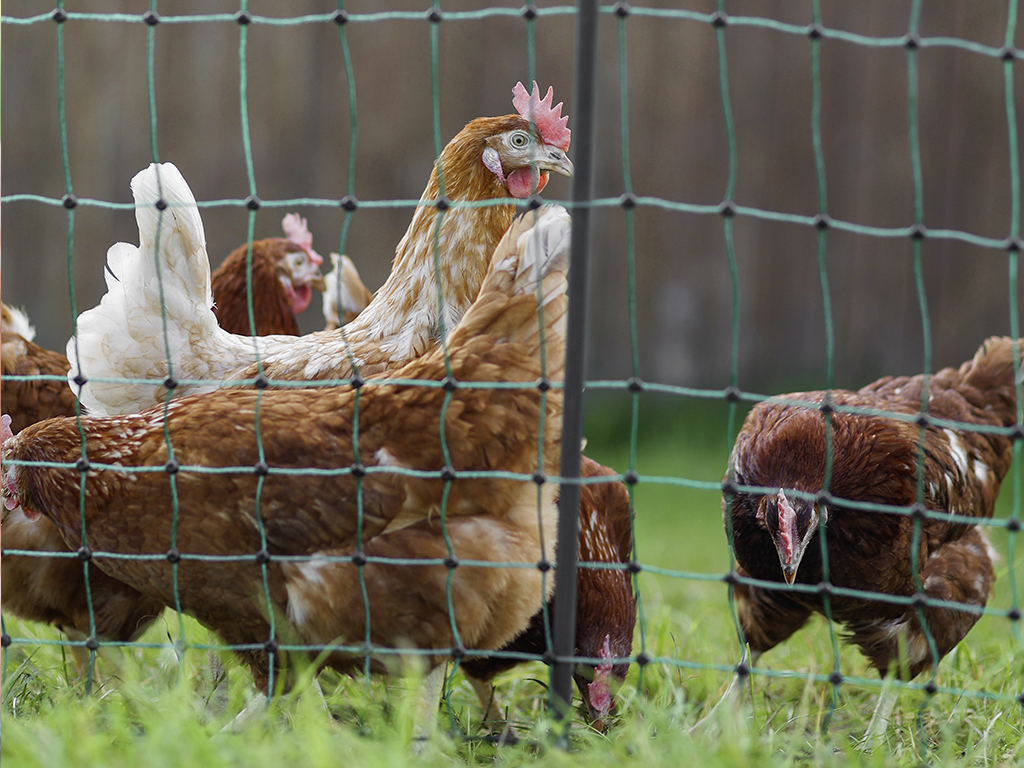 Nevodivá síť pro drůbež KERBL PREMIUM 122 cm x 50 m / 2 hroty