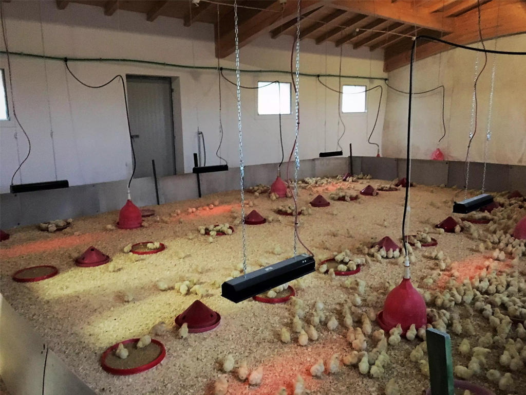 Infrazářič závěsný SYNER LCA 750 W pro kuřata, selata, hříbata, telata