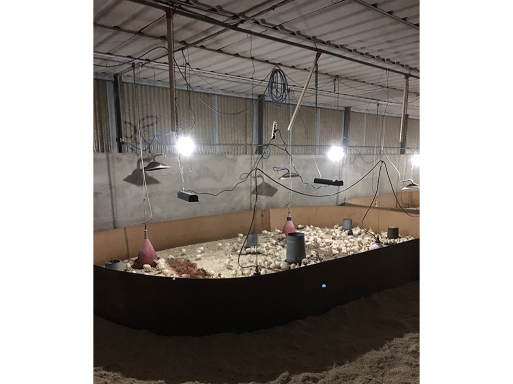 Infrazářič závěsný SYNER LCA 750 W pro kuřata, selata, hříbata, telata