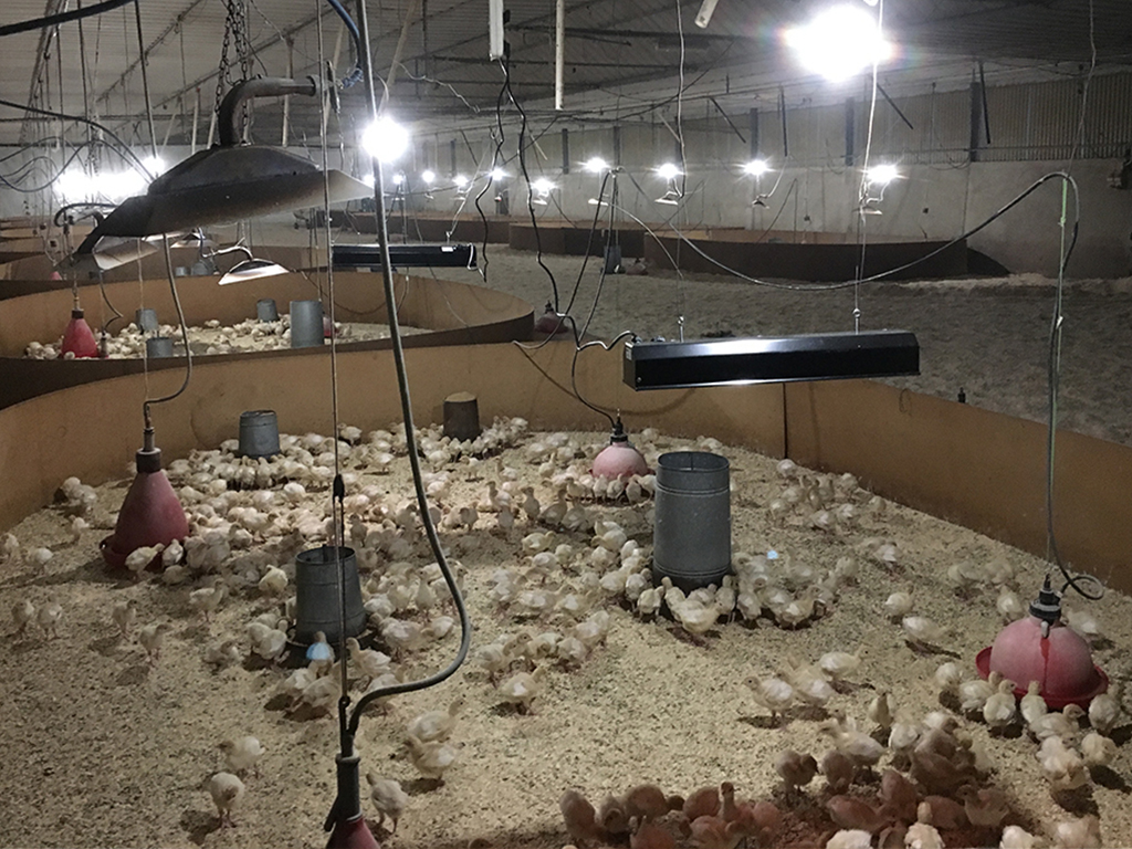 Infrazářič závěsný SYNER LCA 500 W pro kuřata, selata, hříbata, telata