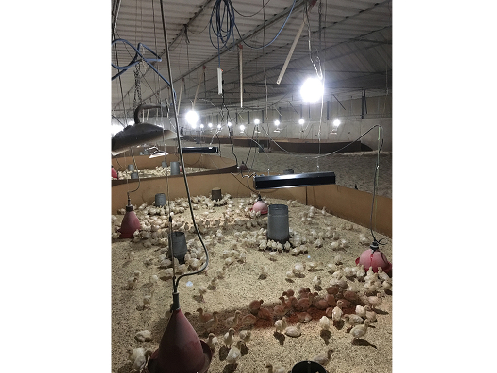 Infrazářič závěsný SYNER LCA 500 W pro kuřata, selata, hříbata, telata