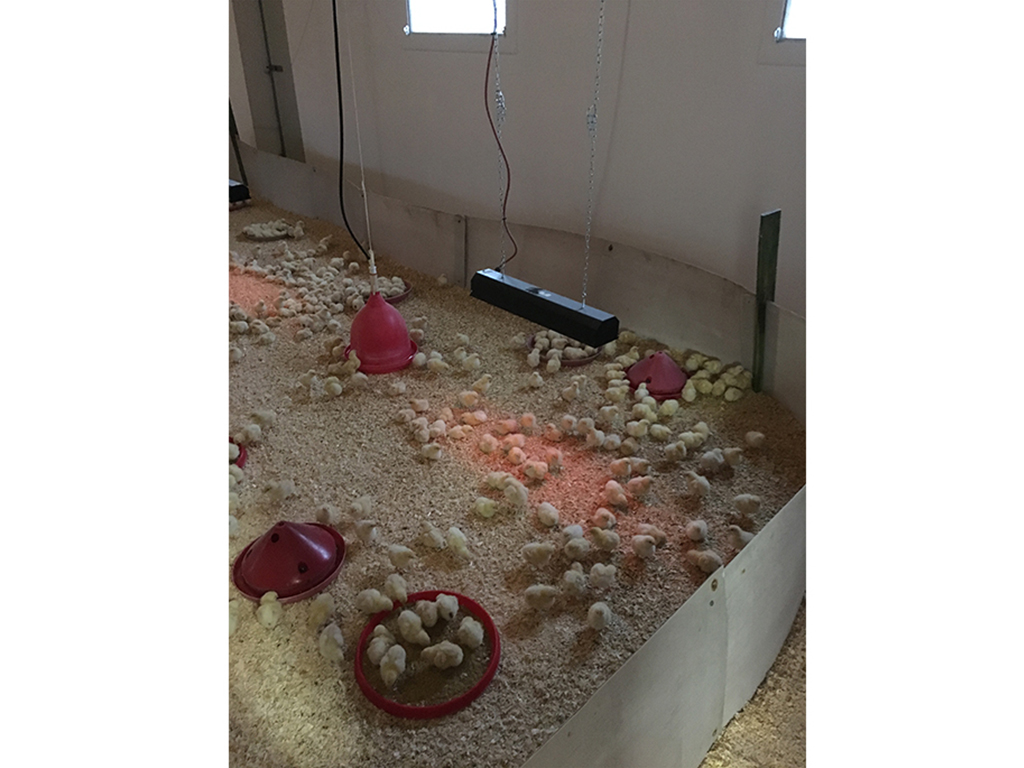 Infrazářič závěsný SYNER LCA 500 W pro kuřata, selata, hříbata, telata