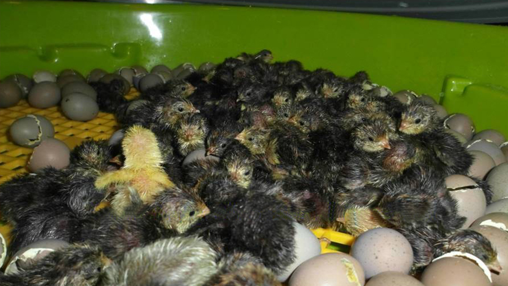 Líheň na vejce PUISOR IO-102