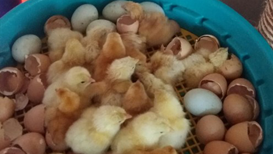 Líheň na vejce PUISOR IO-102