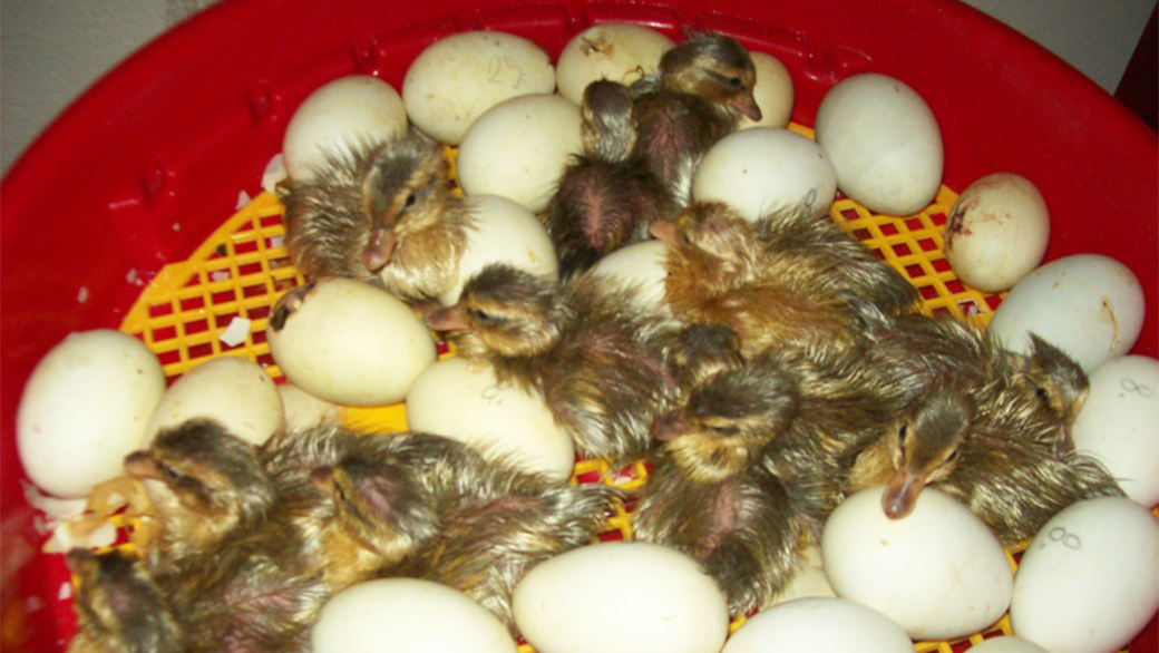 Líheň na vejce PUISOR IO-102TH