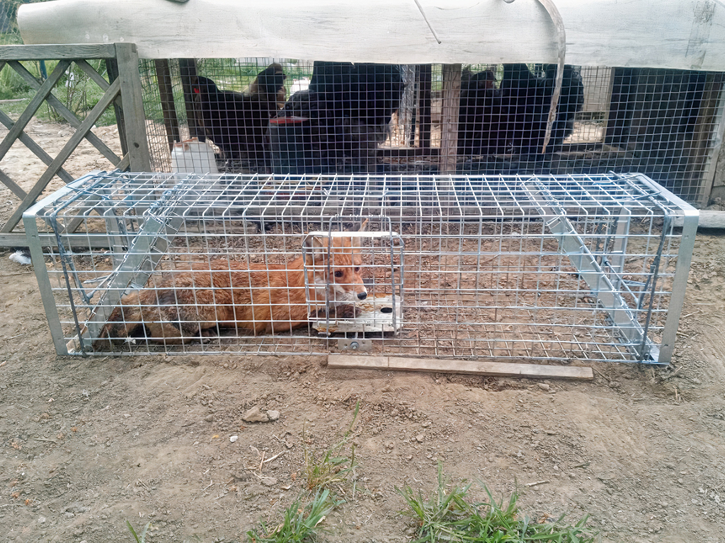 Profesionální past na lišky, kuny, vydry a kočky TRAP H150x34x34V2