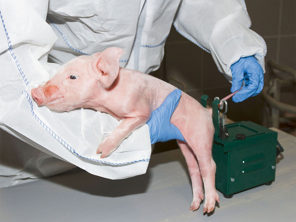 Kauter na kupírování ocásků selat KERBL, elektrický s transformátorem