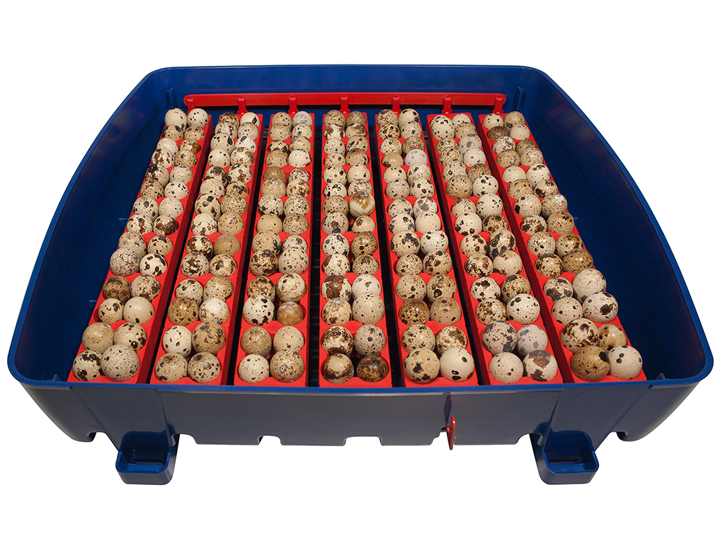 Líheň na vejce BOROTTO REAL 49