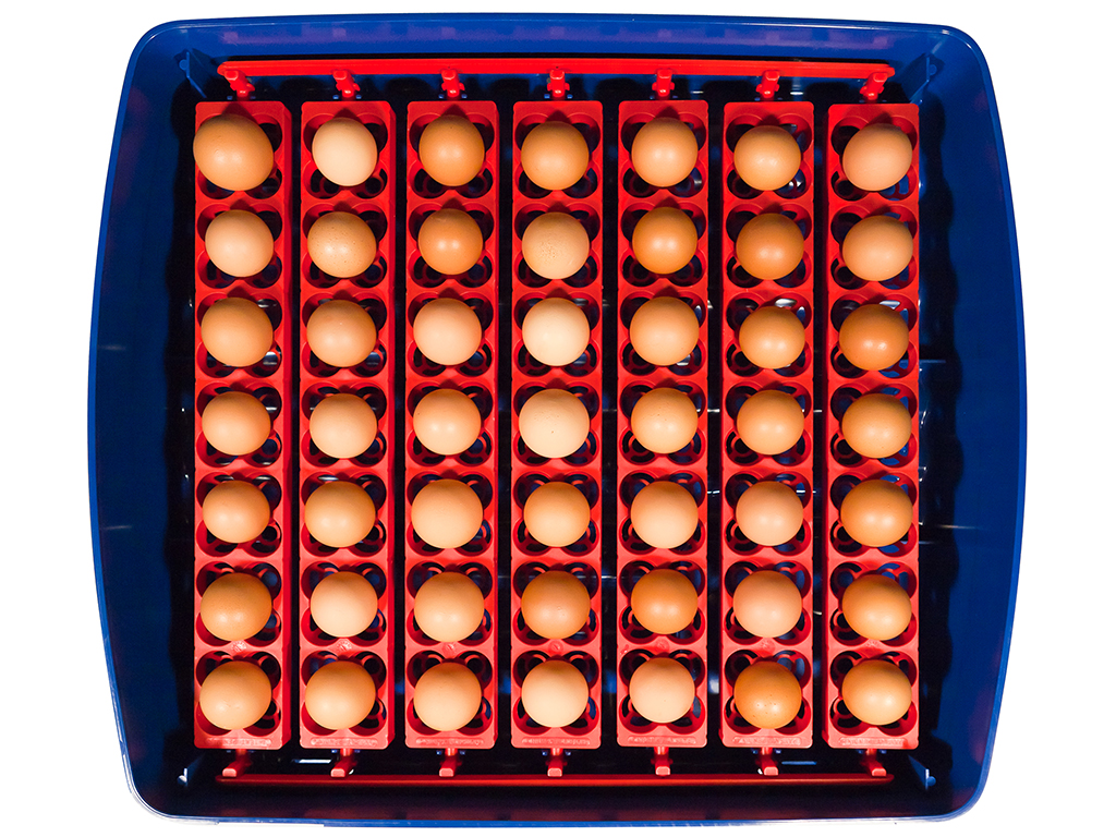 Líheň na vejce BOROTTO REAL 49