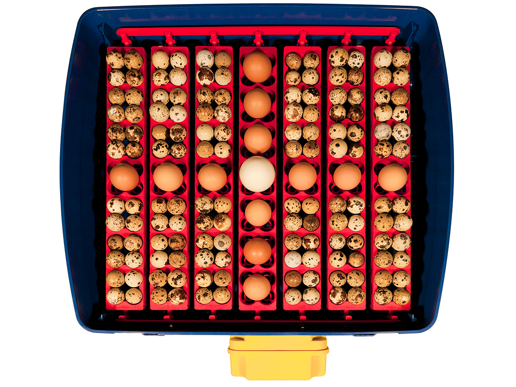 Automatická líheň na vejce BOROTTO REAL 49 AUTOMATIC