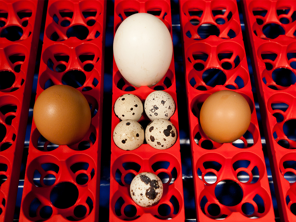 Automatická líheň na vejce BOROTTO REAL 49 AUTOMATIC