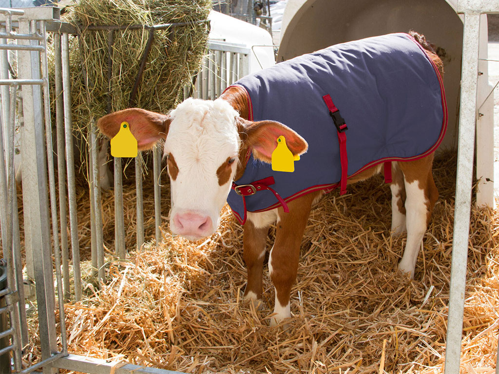 Termodeka pro telata KERBL 14149 THERMOPLUS 80 cm