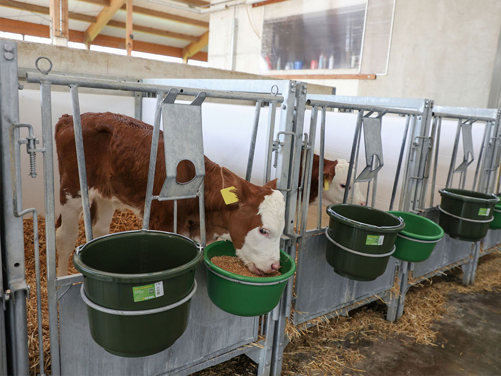 Univerzální plastová mísa na krmení KERBL 14711 - 8 l, zelená