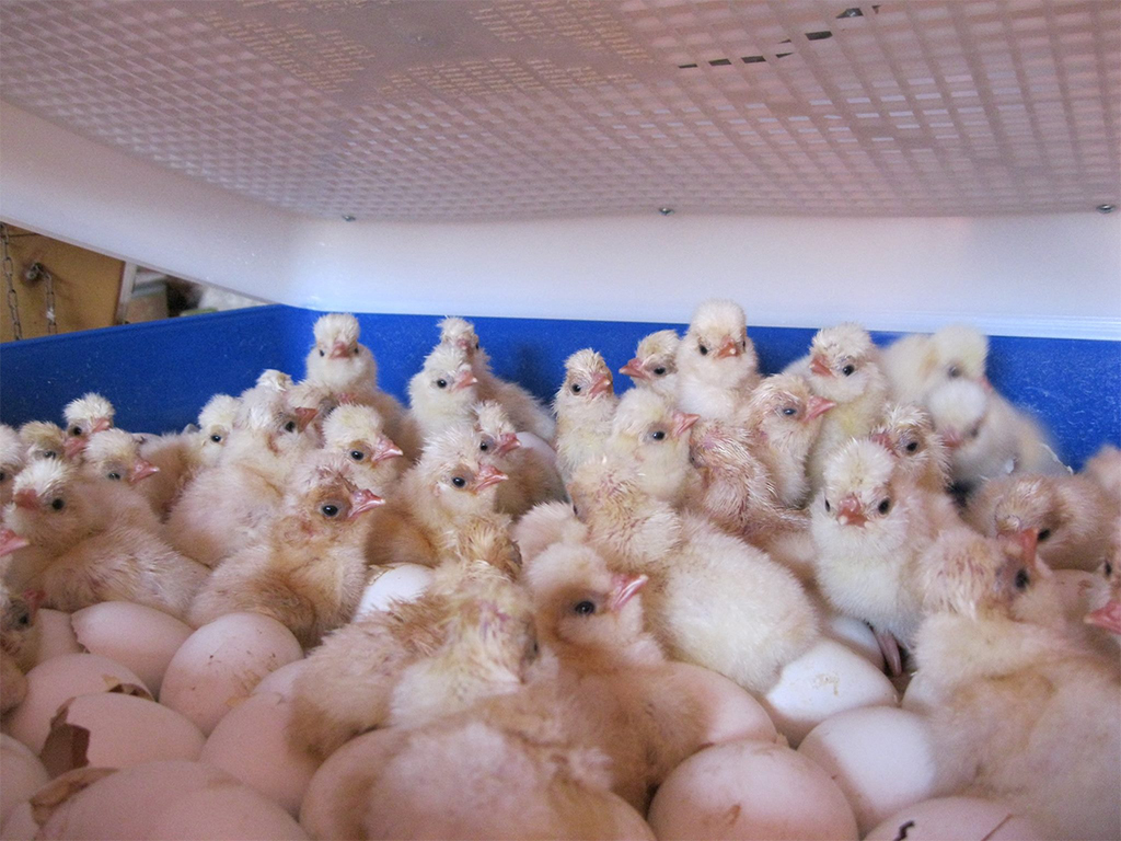 Plně automatická líheň na vejce BOROTTO REAL 49 EXPERT