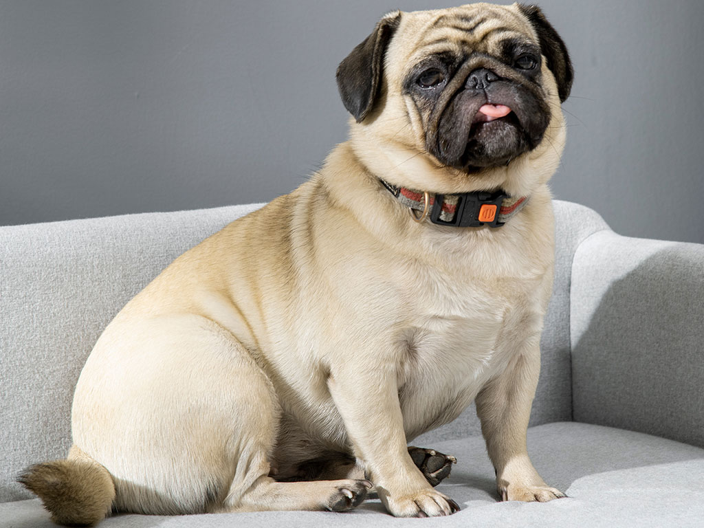 Pohovka pro psy PAWHUT D04-149, světle šedá, 82x54x36 cm