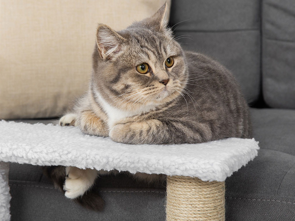 Schůdky pro psy a kočky PAWHUT D06-093V01, bílé, 45x40x48 cm