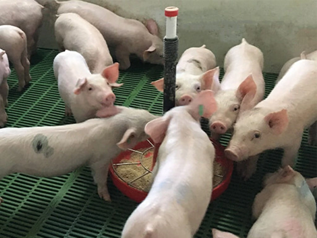 Adaptivní krmítko pro selata při odstavu KERBL 221075 MAXI PAN