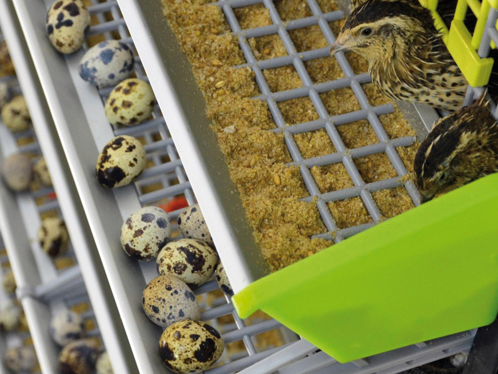 Klec pro křepelky CIMUKA BYK MIDI