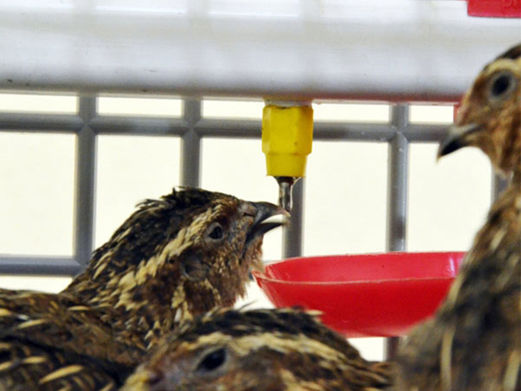 Klec pro křepelky CIMUKA BYK MIDI