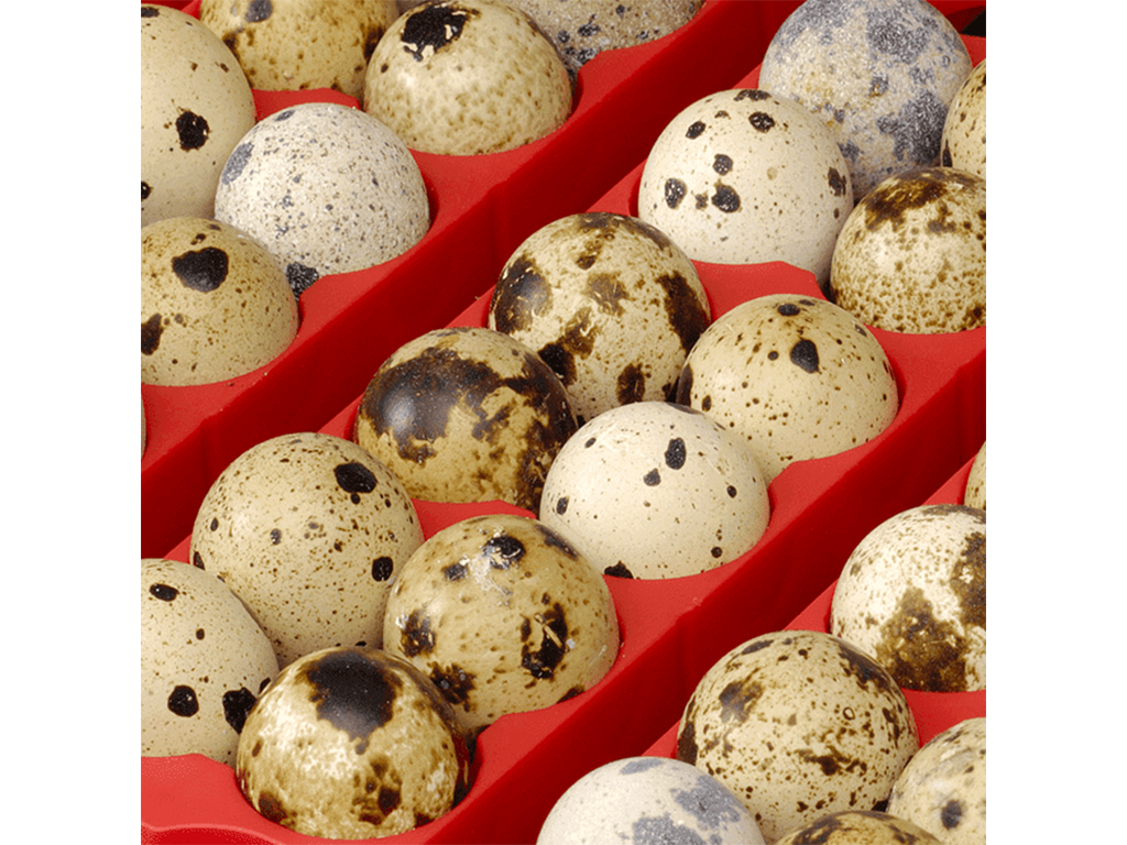 Líheň na vejce RIVER SYSTEMS ET 12 AUTOMATIC - s dolíhní drůbeže