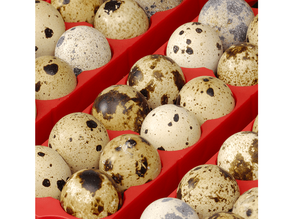 Líheň na vejce RIVER SYSTEMS ET 49 AUTOMATIC - s dolíhní drůbeže