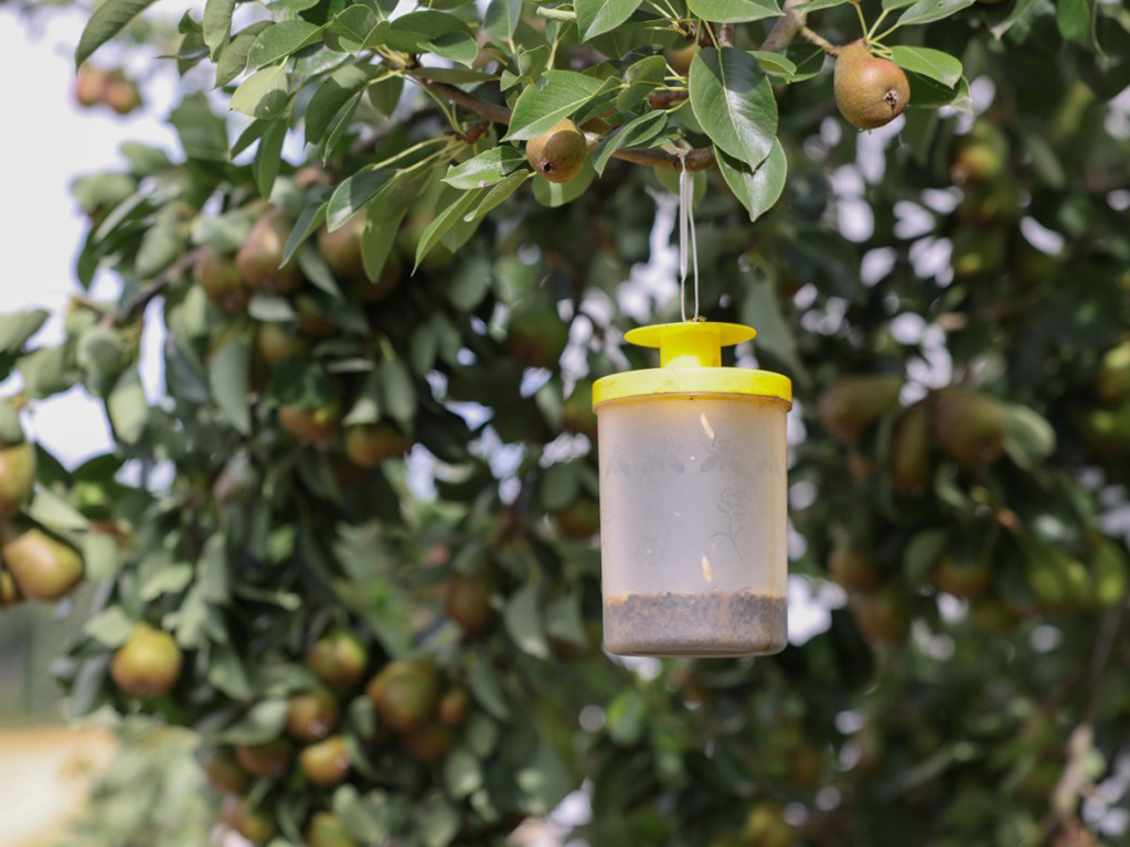 Lapač much včetně návnady KERBL CIT FLYCAGE3