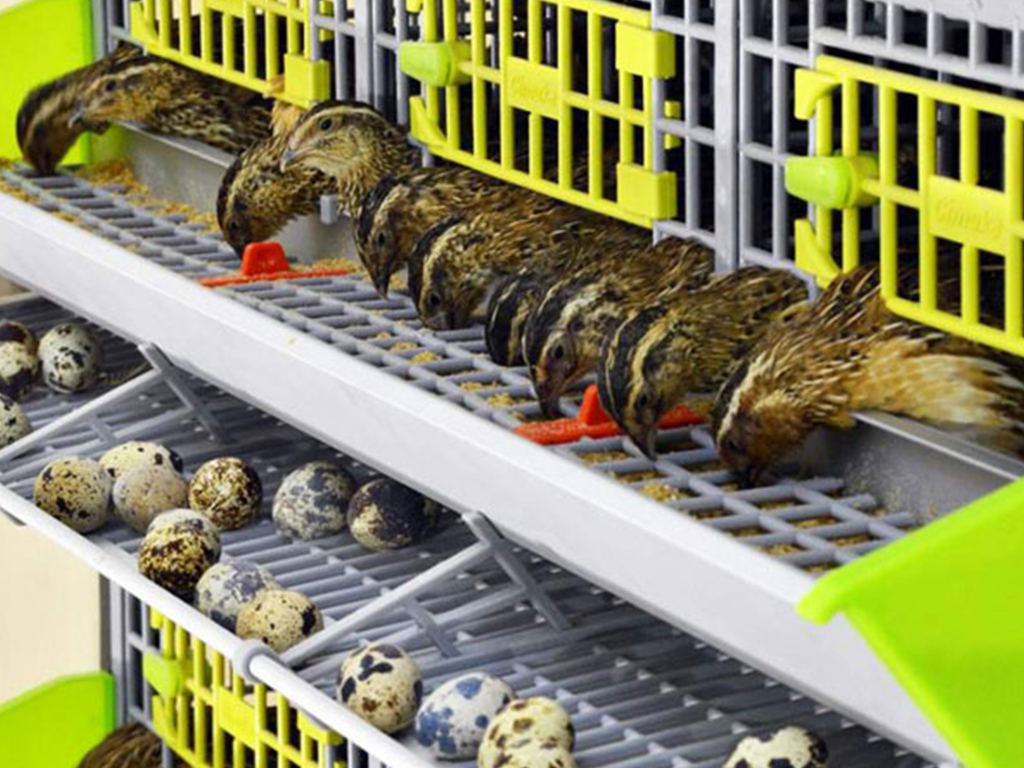 Klec pro křepelky CIMUKA BYK-03-4K