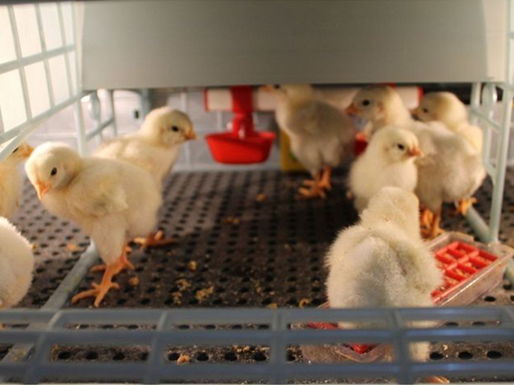 Odchovna drůbeže CIMUKA CB25-03-5K