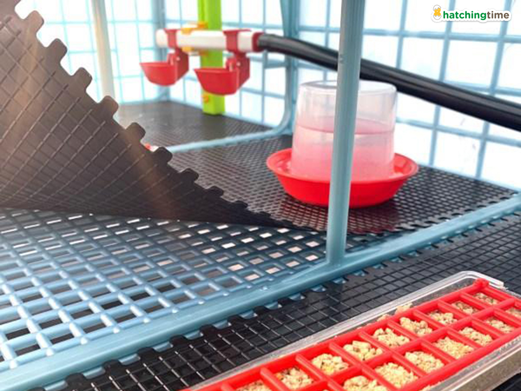 Odchovna drůbeže CIMUKA CB40-03-1K