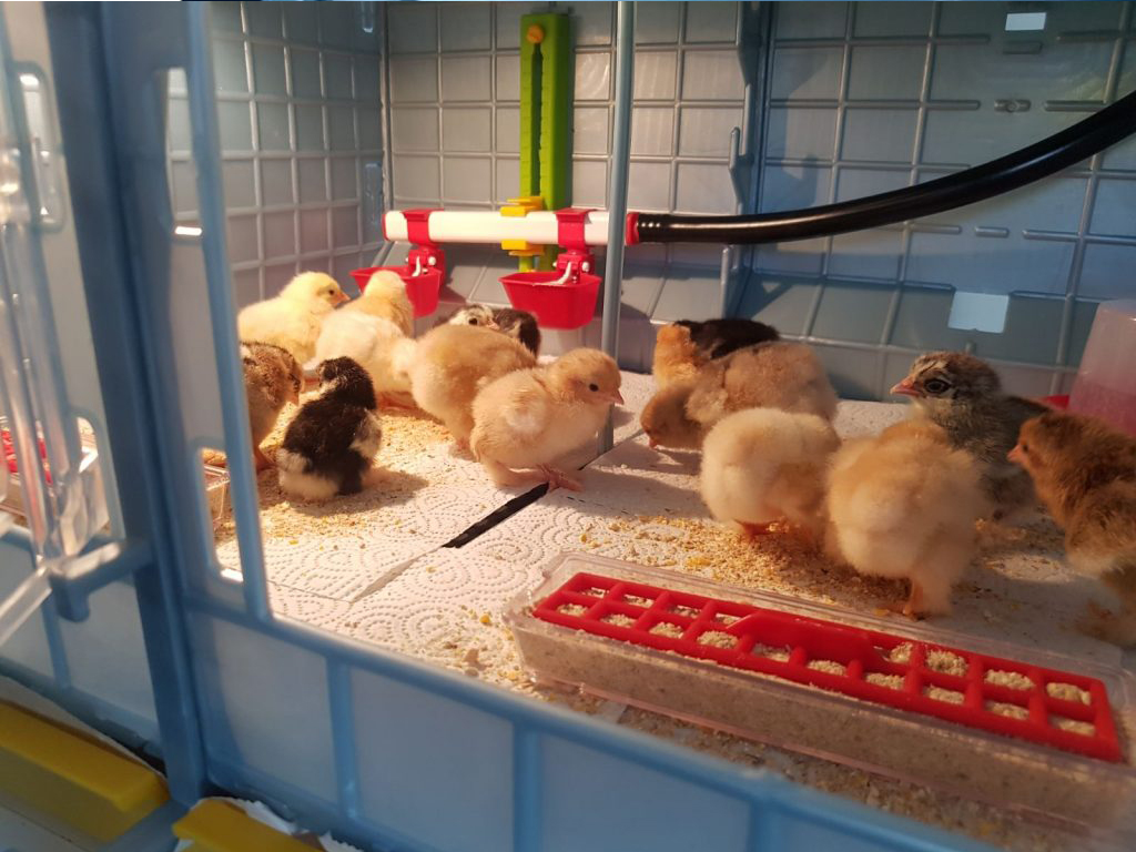 Odchovna drůbeže CIMUKA CB40-03-3K