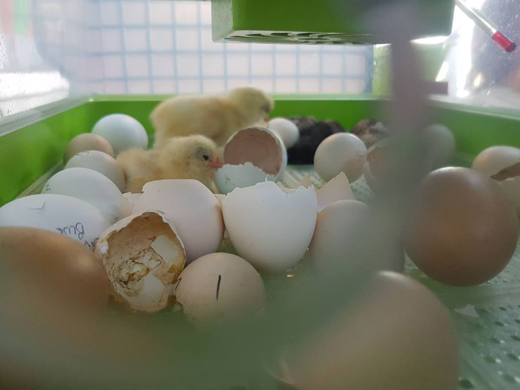 Automatická líheň na vejce CIMUKA PD60SH AUTOMATIC